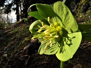 15 Festa di fiori sui sentieri al Monte Zucco -Helleborus viridis (Elleboro verde)